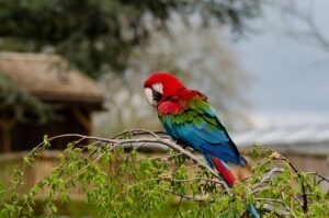 bird-8165143_640