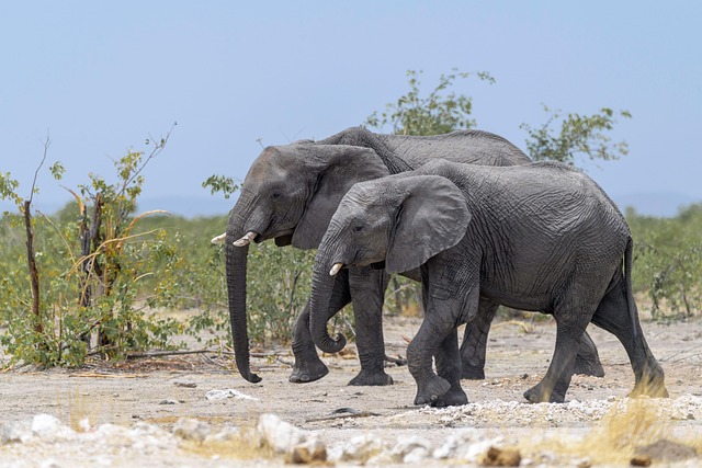 elephants-5889403_640