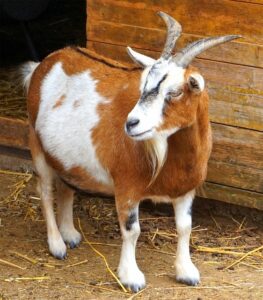 goat-3656281_640