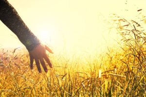meadow-2667461_1280